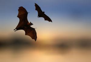 Разбраха как прилепите-вампири успяват да оцелеят, след като пият кръв