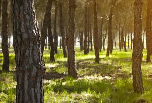 Испански национален парк е заплашен от унищожение