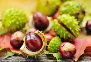 Полезните свойства на кестените – един безплатен лек от улицата