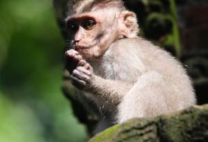 В Русия подготвят макак за полет до Марс