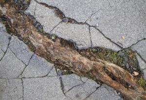 Корени на дървета, които побеждават в битката с бетона