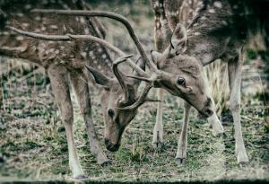  7 ефективни начина за разрешаване на конфликт