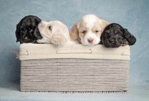 Как кученцата могат да спасят вашата връзка