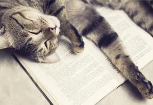 9 котки, които са прекалено сладки, за да бъдат преместени