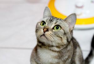 Видео: Котка срещу робот-динозавър