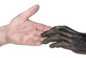 Ключова характеристика на човешкия мозък е открита и при маймуни