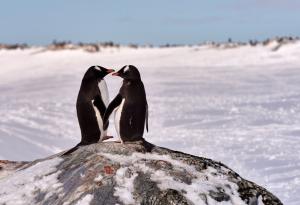 10 двойки от царството на животните, които остават заедно завинаги