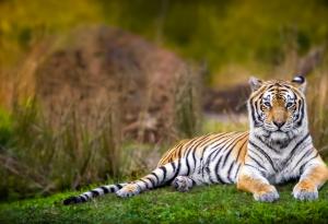 Discovery Communications обявява „Проект C.A.T.: Опазване на защитени територии за тигри“