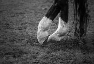 Видео: Кой е най-добрият кон-танцьор?