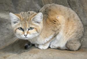 Един от най-редките видове котки бе забелязан за първи път от десетилетие