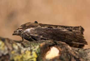 Кое е животното с най-изострен слух?