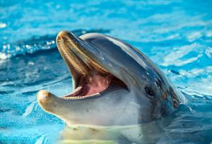 Учени откриват, че делфините могат да говорят “почти като хората”