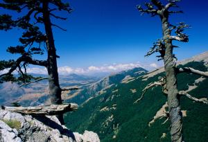 Най-старото дърво в Европа е на над 1000 години 