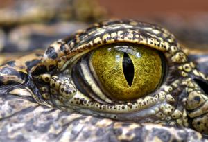 Крокодили в битка с хазарта 