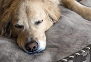 Наистина ли е лошо да споделяте легло с кучето си?