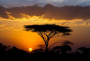 Докоснете се до дивата природа на Африка