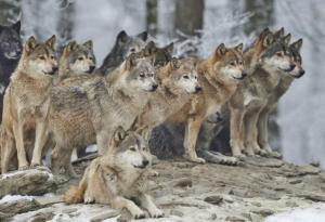 Учат роботите на инстинкт като на хищни животни