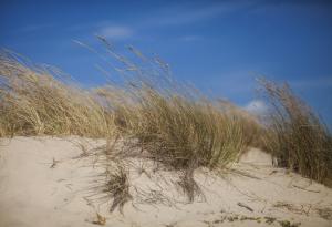 Виц: Как са дюните?