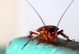 Хлебарките са били свидетели на разделянето на континентите и вероятно ще надживеят всички