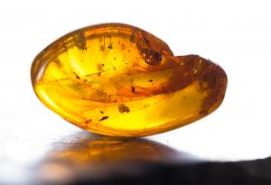 Древен кърлеж пази кръв на 45 милиона години