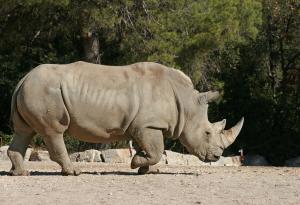 Видео: Атаките на носорозите