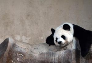 Да прегръщаш панди - най-добрата работа на света