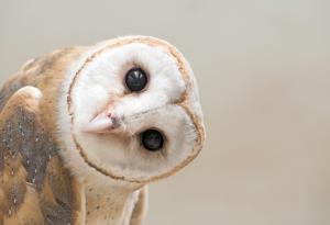 Това стряскащо видео на бебета сови може да обясни „срещите“ с извънземни