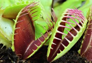 Разбраха как хищните растения са развили апетита си за плът