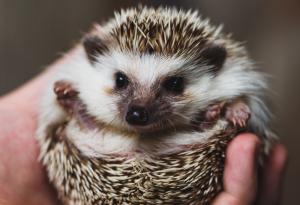 Видео: Сладки таралежчета