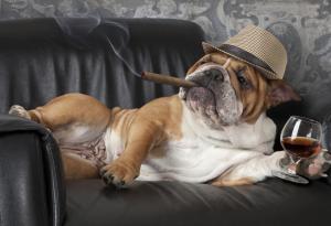 Каква комедия харесват интелигентните хора?