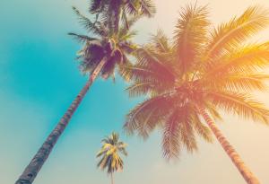 Кокосовите орехи: по-смъртоносни от акулите?