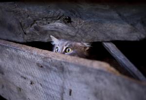 Виц: Търси се