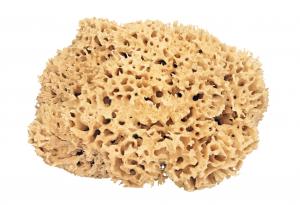 Най-мръсният предмет в дома