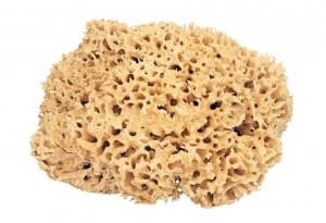 Къде са бактериите в дома?