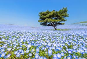 Почувствайте синята магия на японския крайморски парк "Хитачи"