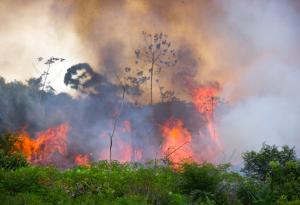 Пожарите в Амазонските джунгли заплашват 265 застрашени вида