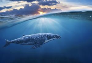 Късметлии-рибари намират повръщано от кит, което струва 3 милиона долара