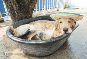 Как да предпазим домашния любимец от жегите