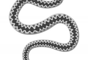 Хората са развили еволюционно способността да разпознават змиите много по-добре от други животни 