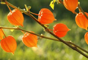 Хан Суйин за нежността
