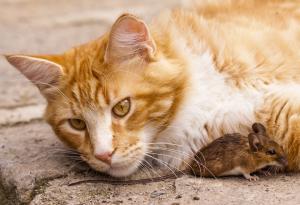 Паразит кара мишките да не се страхуват от котки