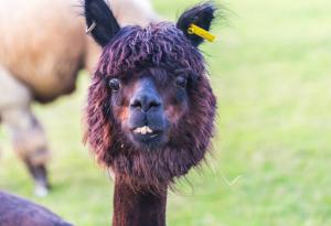 15 алпаки с шантави прически