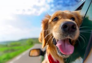 12 неща, с които вредите на кучето си, без дори да подозирате – част I