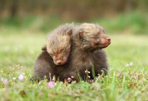 13 пухкави братчета и сестричета, които се обичат много