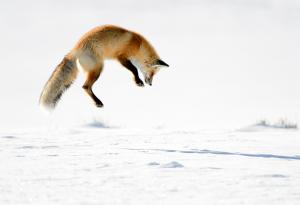 Видео: Лисица скача във въдуха, за да лови невидими мишки под снега