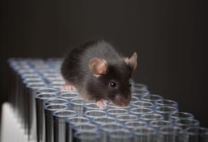 Учени клонираха мишка от една-единствена капчица кръв