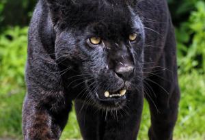 Няма да приспят ягуара, който нападна жена в зоопарк след опит за селфи