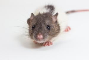 Първата междувидова телепатична връзка е вече факт