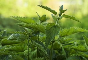 Любопитни факти за копривата