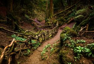 Едно местенце в гората (Хорхе Букай)